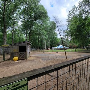 Zoo in Forest Park - Donkeys