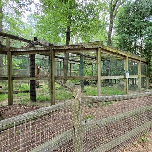 Zoo in Forest Park - Leopard