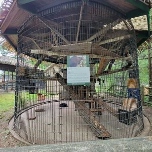 Zoo in Forest Park - Tayra