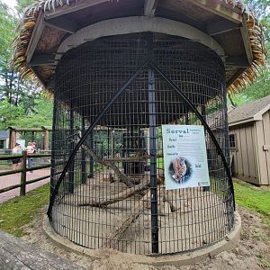 Zoo in Forest Park - Serval
