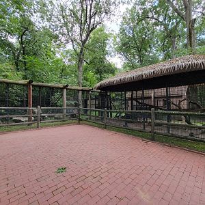 Zoo in Forest Park - Serval