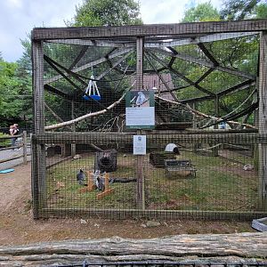 Zoo in Forest Park - Ring-tailed lemurs