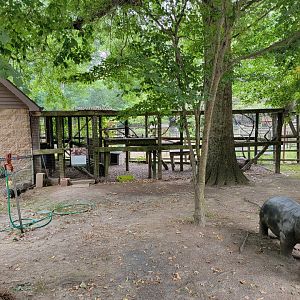 Zoo in Forest Park - Gray fox