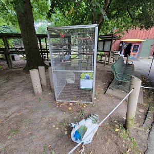 Zoo in Forest Park - Gray parrot