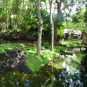 Asian Small-clawed Otter Enclosure at Disney's Animal Kingdom (2014)