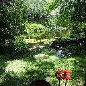 White Stork Enclosure at Disney's Animal Kingdom (2014)