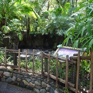 African Crested Porcupine Enclosure at Disney's Animal Kingdom (2014)