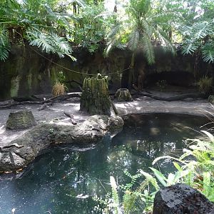 African Crested Porcupine Enclosure at Disney's Animal Kingdom (2014)