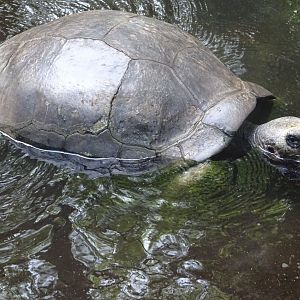 Galapagos Giant Tortoise at Disney's Animal Kingdom (2014)