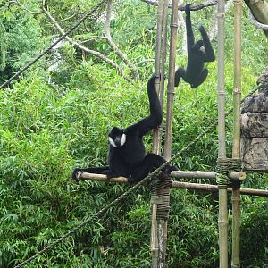 White-cheeked Gibbon at Disney's Animal Kingdom (2014)