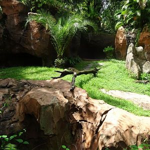 Komodo Dragon Enclosure at Disney's Animal Kingdom (2014)
