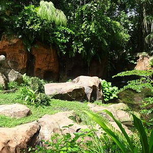 Komodo Dragon Enclosure at Disney's Animal Kingdom (2014)