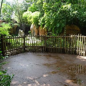 Komodo Dragon Viewing Area at Disney's Animal Kingdom (2014)