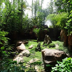 Komodo Dragon Enclosure at Disney's Animal Kingdom (2014)