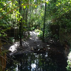 Bar-headed Goose Enclosure at Disney's Animal Kingdom (2014)