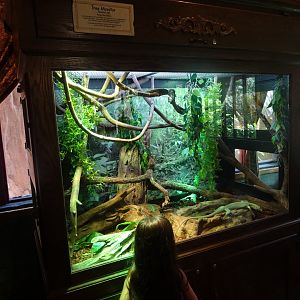 Emerald Tree Monitor Enclosure at Disney's Animal Kingdom (2014)