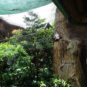 Mixed Bat Enclosure at Disney's Animal Kingdom (2014)