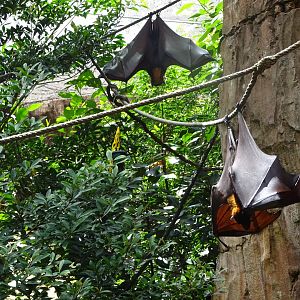 Large Flying Foxes at Disney's Animal Kingdom (2014)