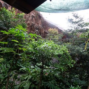 Bat Enclosure at Disney's Animal Kingdom (2014)