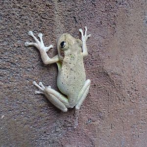 Wild Cuban Tree Frog at Disney's Animal Kingdom (2014)