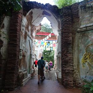 Tiger Area Theming at Disney's Animal Kingdom (2014)