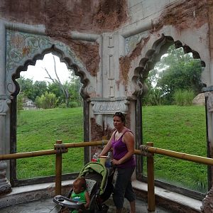 Tiger Viewing Area at Disney's Animal Kingdom (2014)