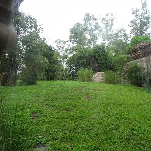 Sumatran Tiger Enclosure at Disney's Animal Kingdom (2014)