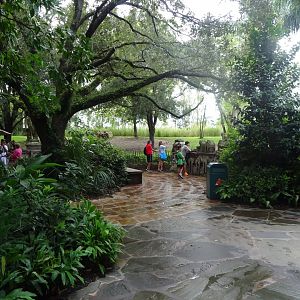 Hoofstock Viewing Area at Disney's Animal Kingdom (2014)