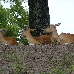 Eld's Deer at Disney's Animal Kingdom (2014)