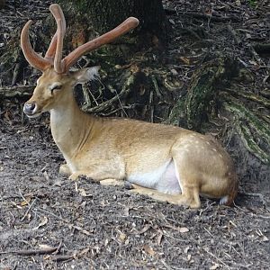 Eld's Deer at Disney's Animal Kingdom (2014)