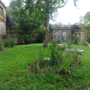 Sumatran Tiger Enclosure at Disney's Animal Kingdom (2014)