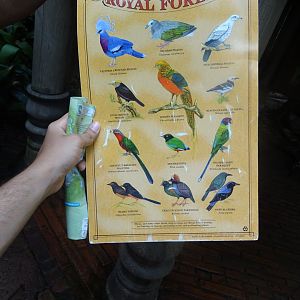 Birds of the Royal Forest (1/2) at Disney's Animal Kingdom (2014)