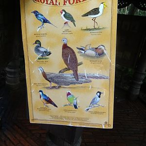 Birds of the Royal Forest (2/2) at Disney's Animal Kingdom (2014)