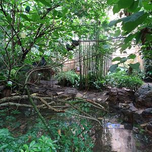 Birds of the Royal Forest at Disney's Animal Kingdom (2014)