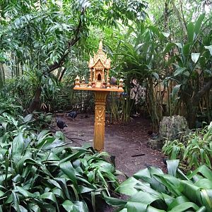 Birds of the Royal Forest at Disney's Animal Kingdom (2014)