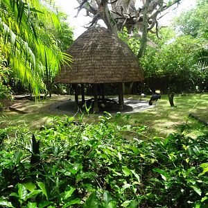 Black Crowned Crane Enclosure at Disney's Animal Kingdom (2014)