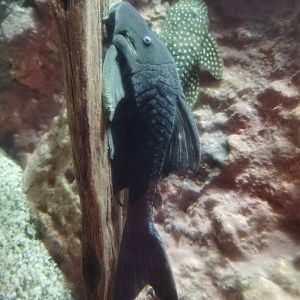 Blue eyed pleco