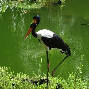 Saddle-billed Stork at Disney's Animal Kingdom (2014)