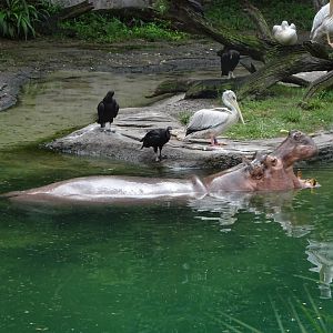 Hippopotamus at Disney's Animal Kingdom (2014)