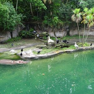 Harambe Wildlife Reserve at Disney's Animal Kingdom (2014)