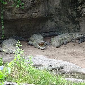 Nile Crocodiles at Disney's Animal Kingdom (2014)