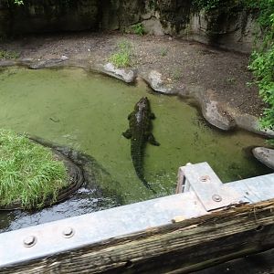 Nile Crocodile Enclosure at Disney's Animal Kingdom (2014)