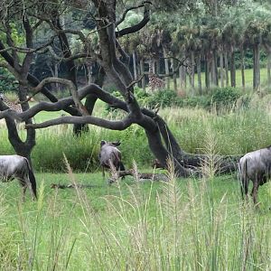 Eastern White-bearded Wildebeest at Disney's Animal Kingdom (2014)