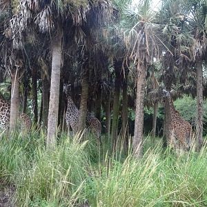 Masai Giraffes at Disney's Animal Kingdom (2014)