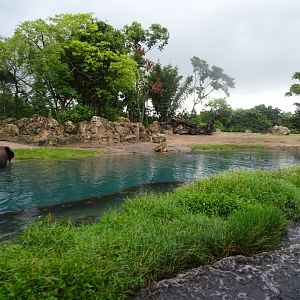 African Elephant Enclosure at Disney's Animal Kingdom (2014)