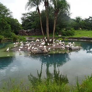 Flamingos at Disney's Animal Kingdom (2014)