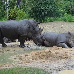 Southern White Rhinoceros at Disney's Animal Kingdom (2014)
