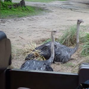 Ostriches at Disney's Animal Kingdom (2014)