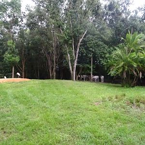 Harmabe Wildlife Reserve at Disney's Animal Kingdom (2014)