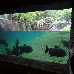 Pacu in the Asian Short-clawed Otter Enclosure at Disney's Animal Kingdom (2014)